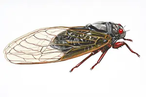 Wing Prints: Digital illustration of Cicada (Magicicada septendecim)