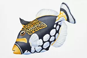 Images Dated 11th September 2008: Digital illustration of Clown Triggerfish (Balistoides conspicillum), showing unique colouration