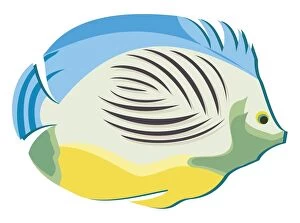 Digital illustration of colourful tropical fish