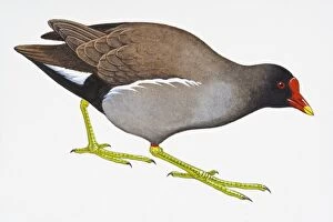 Digital illustration of Common Moorhen (Gallinula chloropus)