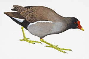 Images Dated 9th September 2008: Digital illustration of Common Moorhen (Gallinula chloropus)