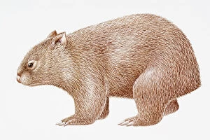 Images Dated 5th September 2008: Digital illustration of Common Wombat (Vombatus ursinus)