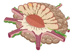 Digital illustration of contracted chromatophore showing densely packed pigment, and nerves controlling muscle fibres which alter pigment dispersal