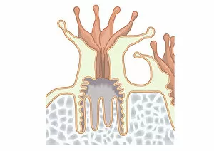 Digital illustration of coral polyp showing nutrients diffused through gastrodermis into tissue