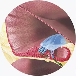 Digital illustration of Corti organ found in cochlea of human ear