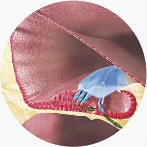 Human Ear Prints: Digital illustration of Corti organ found in cochlea of human ear