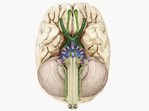 Digital illustration of cranial nerves linked to human brain