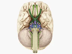 Anatomical Model Prints: Digital illustration of cranial nerves linked to human brain