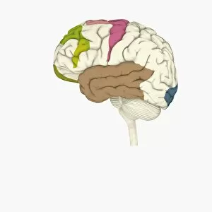 Images Dated 13th January 2010: Digital illustration of crucial parts of highlighted in human brain