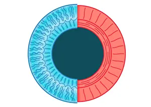 Healthcare And Medicine Prints: Digital illustration of dilated pupil of human eye with contraction of outer radial muscle fibres