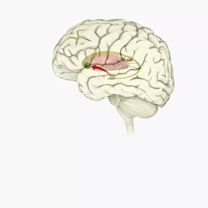 Digital illustration of direction of dopamine flow, nucleus accumbens, basal ganglia