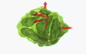 Digital illustration of direction of information in amygdala