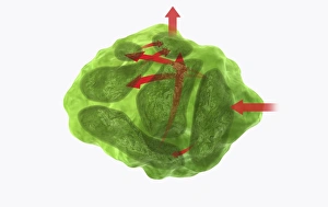 Images Dated 14th January 2010: Digital illustration of direction of information in amygdala