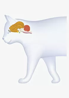 Digital illustration of domestic cat showing cerebellum highlighted in orange