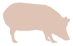 Digital illustration of Domestic Pig (Sus domestica)