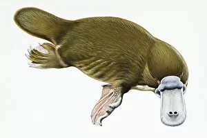 Images Dated 9th September 2008: Digital illustration of Duck-billed Platypus (Ornithorhynchus anatinus), a semi-aquatic mammal