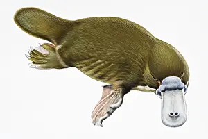 Digital illustration of Duck-billed Platypus (Ornithorhynchus anatinus), a semi-aquatic mammal