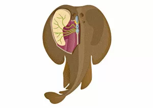 Digital illustration of Electric Ray showing electricity and magnetism in cerebellum, lobus electric