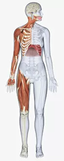Images Dated 13th January 2010: Digital illustration of female anatomy showing muscles of neck, arm, chest, diaphragm and upper leg