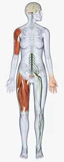 Images Dated 13th January 2010: Digital illustration of female anatomy showing brain, muscles in arm and upper leg