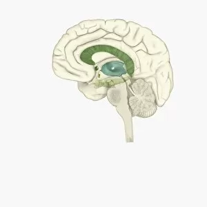 Brain Stem Collection: Digital illustration of female human brain