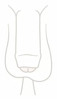 Simplicity Gallery: Digital illustration of flaccid uncircumcised penis and testis