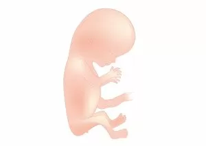 Images Dated 10th February 2009: Digital illustration of foetal size at 11 weeks