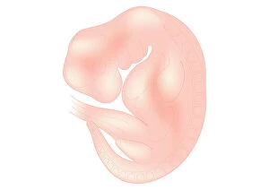 Dorling Kindersley Prints Collection: Digital illustration of foetus size at 6 weeks