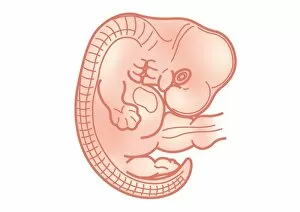 Images Dated 10th February 2009: Digital illustration of foetus size at 7 weeks