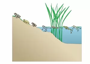 Digital illustration of frogs each having distinctive calls known as dominant frequencies made from different areas of