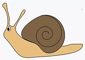 Garden Snail Gallery: Digital illustration of garden snail