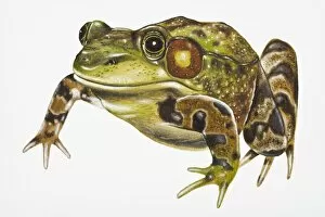 Digital illustration of Green Frog (Pelophylax kl. esculentus)
