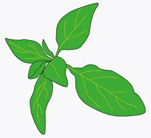 Digital illustration of green leaves of Origanum vulgare (Oregano)