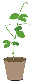 Plant Pot Prints: Digital illustration of green plant in pot