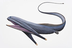 Images Dated 11th September 2008: Digital illustration of Gulper Eel or Pelican Eel (Eurypharynx pelecanoides)