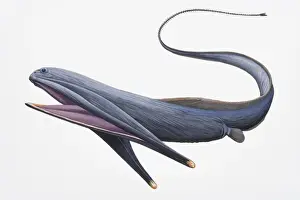 Mouth Open Prints: Digital illustration of Gulper Eel or Pelican Eel (Eurypharynx pelecanoides)