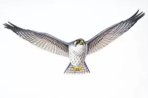 Digital illustration of Gyrfalcon (Falco Rusticolus), large bird of prey in flight