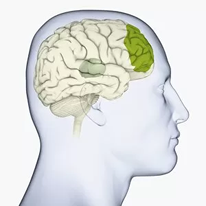 Images Dated 14th January 2010: Digital illustration of head in profile showing thalamus (grey), and frontal lobe (green) in brain