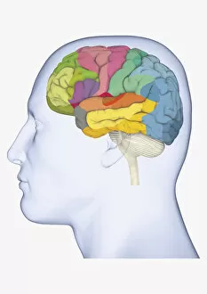 Images Dated 31st December 2009: Digital illustration of head in profile showing separate areas of brain highlighted in different
