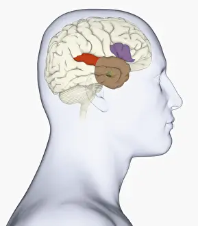 Anatomical Model Prints: Digital illustration of head in profile showing amygdala