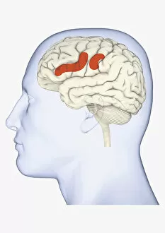 Anatomical Model Collection: Digital illustration of head in profile showing areas of mirror neuron in brain highlighted in