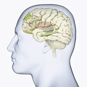 Anatomical Model Prints: Digital illustration of head in profile showing areas of brain used for processing emotion