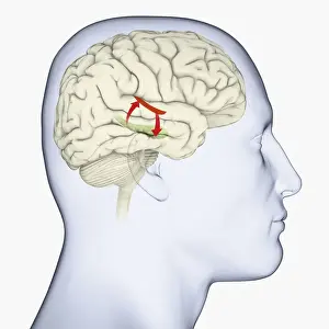 Anatomical Model Prints: Digital illustration of head in profile showing auditory cortex (red)