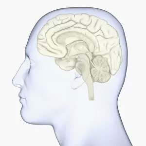 Brain Stem Collection: Digital illustration of head in profile showing brain