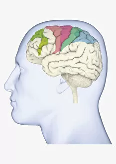 Images Dated 31st December 2009: Digital illustration of head in profile showing brain with areas of movement highlighted in green