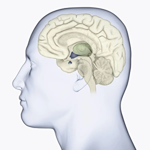 Images Dated 14th January 2010: Digital illustration of head in profile showing brain highlighting thalamus in green