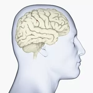 Images Dated 14th January 2010: Digital illustration of head in profile showing brain