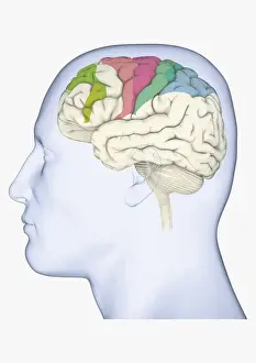 Anatomical Model Prints: Digital illustration of head in profile showing brain with areas of movement highlighted in green