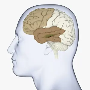 Anatomical Model Prints: Digital illustration of head in profile showing brain with hippocampus