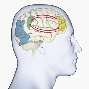 Anatomical Model Prints: Digital illustration of head in profile showing brain and right side of working memory